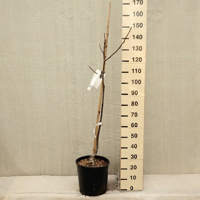 Exemplar von Walnuss Franquette - Juglans regia Topf mit 12L/15L, Stämmchen wie im Frühjahr geliefert