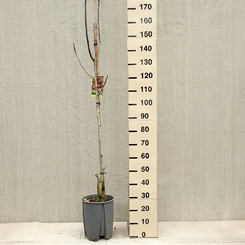 Exemplar von Walnuss Franquette - Juglans regia Topf mit 7,5L/10L, Halbstamm wie im Herbst geliefert