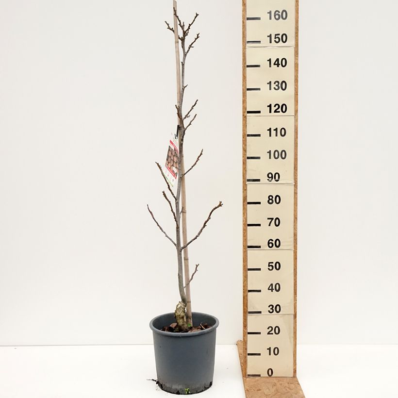 Exemplar von Walnuss Parisienne - Juglans regia Topf mit 18L/20L, Stämmchen wie im Herbst geliefert