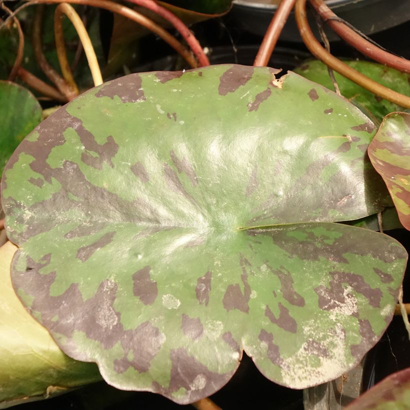 Nymphaea Alba Delicata - Winterharte Seerose (Laub)
