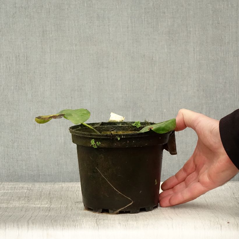 Exemplar von Nymphaea Alba Delicata - Nénuphar blanc rustique Pot de 1,5L/2L wie im Herbst geliefert
