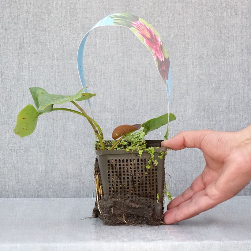 Exemplar von Nymphaea Almost Black - Winterharte Seerose Topf mit 1L/1,5L wie im Sommer geliefert