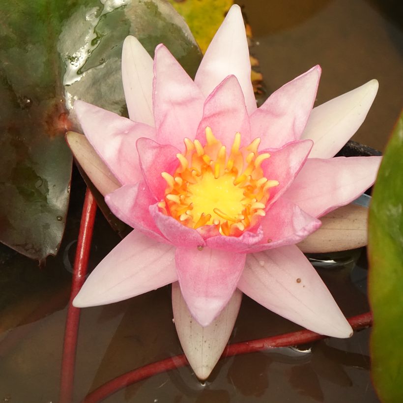 Nymphaea Amabilis - Winterharte Seerose (Blüte)