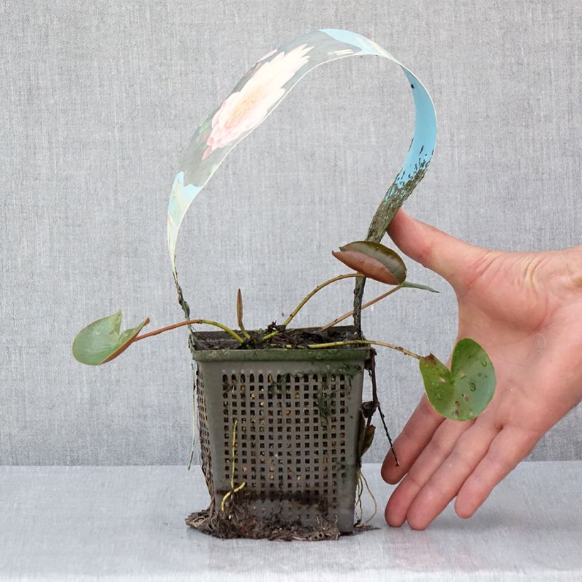 Exemplar von Nymphaea American Star - Winterharte Seerose Topf mit 1L/1,5L wie im Sommer geliefert