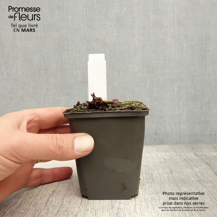 Example of Nymphaea Attraction - Winterharte Seerose Kleine Töpfe von 8/9 cm as you get in printemps