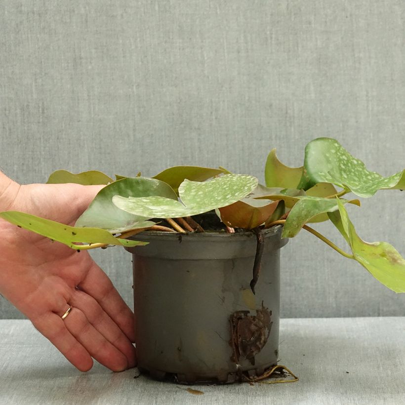 Exemplar von Nymphaea Barbara Davies - Winterharte Seerose Topf mit 1,5L/2L wie im Sommer geliefert