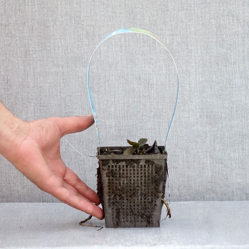 Exemplar von Nymphaea Black Princess - Winterharte Seerose Topf mit 1L/1,5L wie im Sommer geliefert