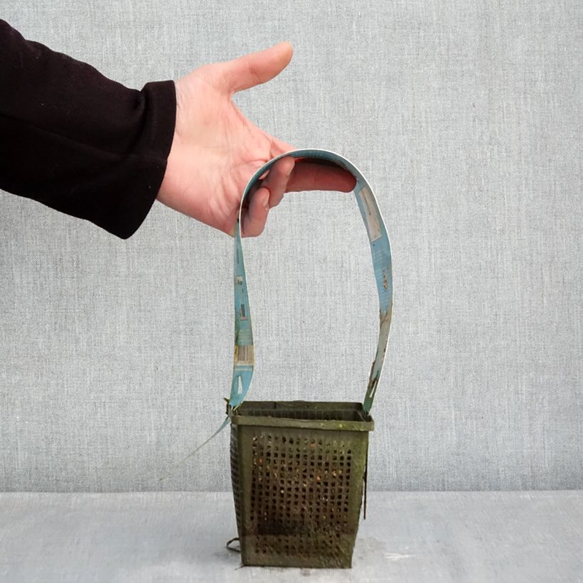 Exemplar von Nymphaea Burgundy Princess - Winterharte Seerose Topf mit 1L/1,5L wie im Winter geliefert