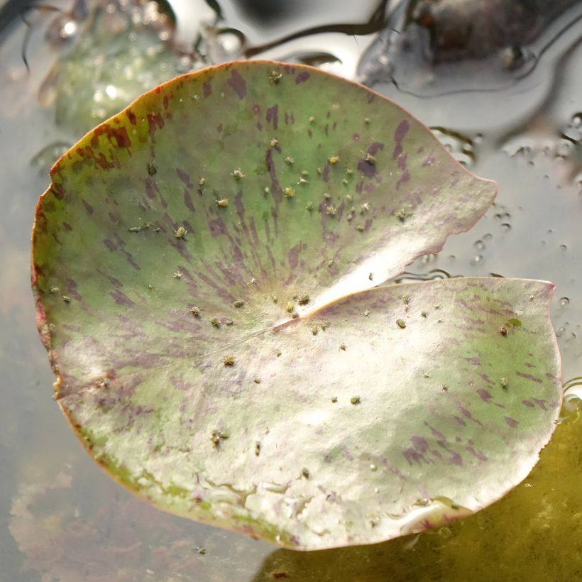 Nymphaea Carolina Sunset - Winterharte Seerose (Foliage)