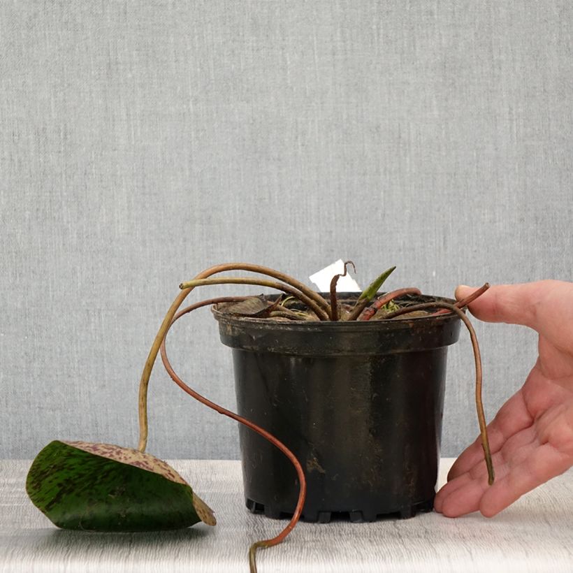 Example of Nymphaea Carolina Sunset - Winterharte Seerose Topf mit 1,5L/2L as you get in printemps