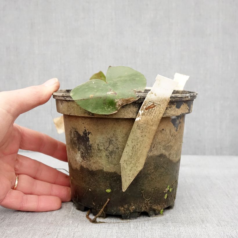 Exemplar von Nymphaea Charlene Strawn - Nénuphar rustique parfumé Pot de 1,5L/2L wie im Winter geliefert