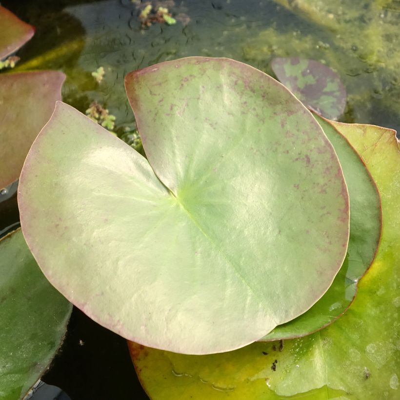 Nymphaea Clyde Ikins - Winterharte Seerose (Laub)