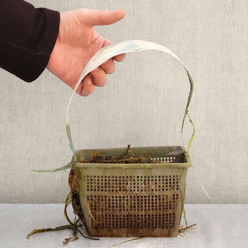 Exemplar von Nymphaea Clyde Ikins - Winterharte Seerose Topf mit 3L/4L wie im Winter geliefert