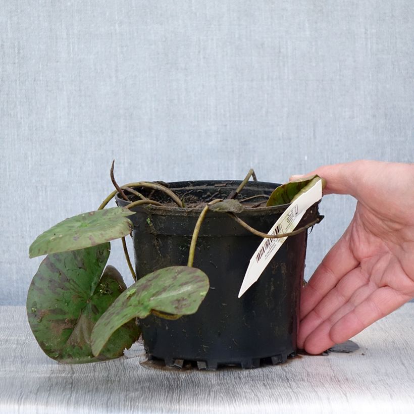 Exemplar von Nymphaea Darwin - Winterharte Seerose Topf mit 1,5L/2L wie im Frühjahr geliefert