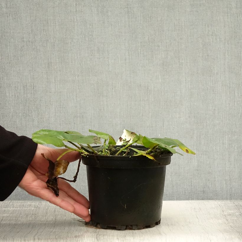 Exemplar von Nymphaea Denver - Nénuphar rustique fleurs doubles ivoire Pot de 1,5L/2L wie im Herbst geliefert