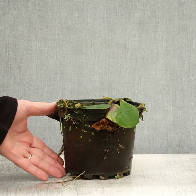 Exemplar von Nymphaea Ellisiana - Nénuphar rustique rouge Pot de 1,5L/2L wie im Herbst geliefert