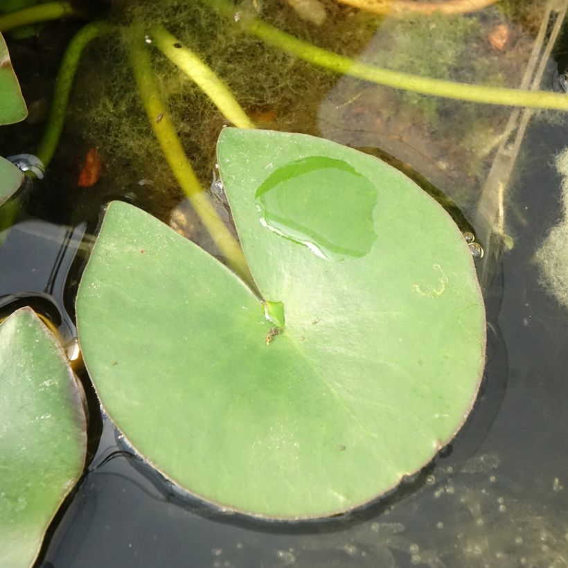Nymphaea Gladstoniana - Winterharte Seerose (Laub)