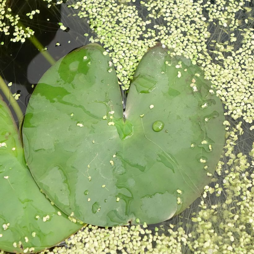 Nymphaea Gonnère - Winterharte Seerose (Laub)