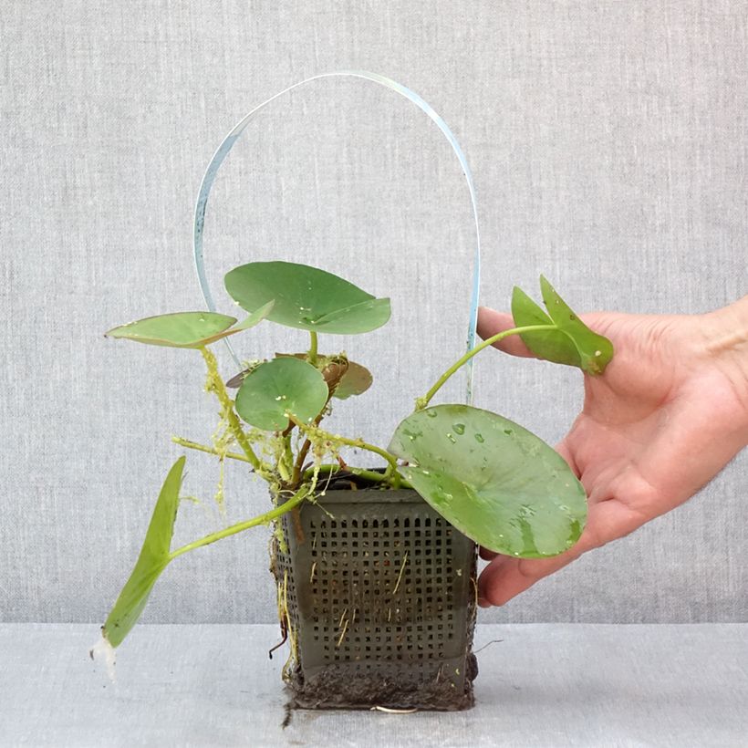 Exemplar von Nymphaea Gonnère - Winterharte Seerose Topf mit 1L/1,5L wie im Sommer geliefert