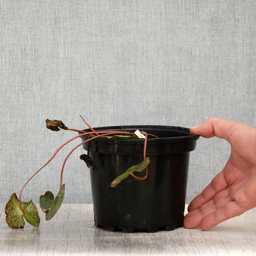 Example of Nymphaea Graziella - Winterharte Seerose Topf mit 1,5L/2L as you get in printemps