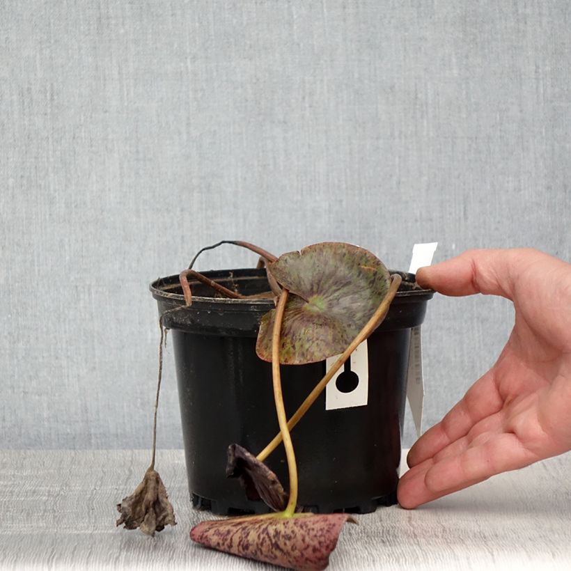 Exemplar von Nymphaea Gregg's Orange Beauty - Winterharte Seerose Topf mit 1,5L/2L wie im Frühjahr geliefert