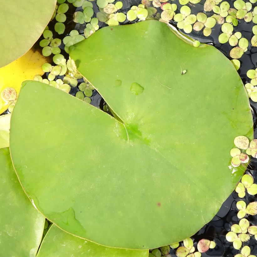 Nymphaea Hollandia - Winterharte Seerose (Laub)