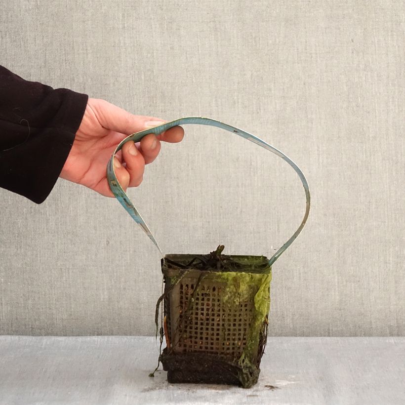 Exemplar von Nymphaea Hollandia - Winterharte Seerose Topf mit 1L/1,5L wie im Winter geliefert