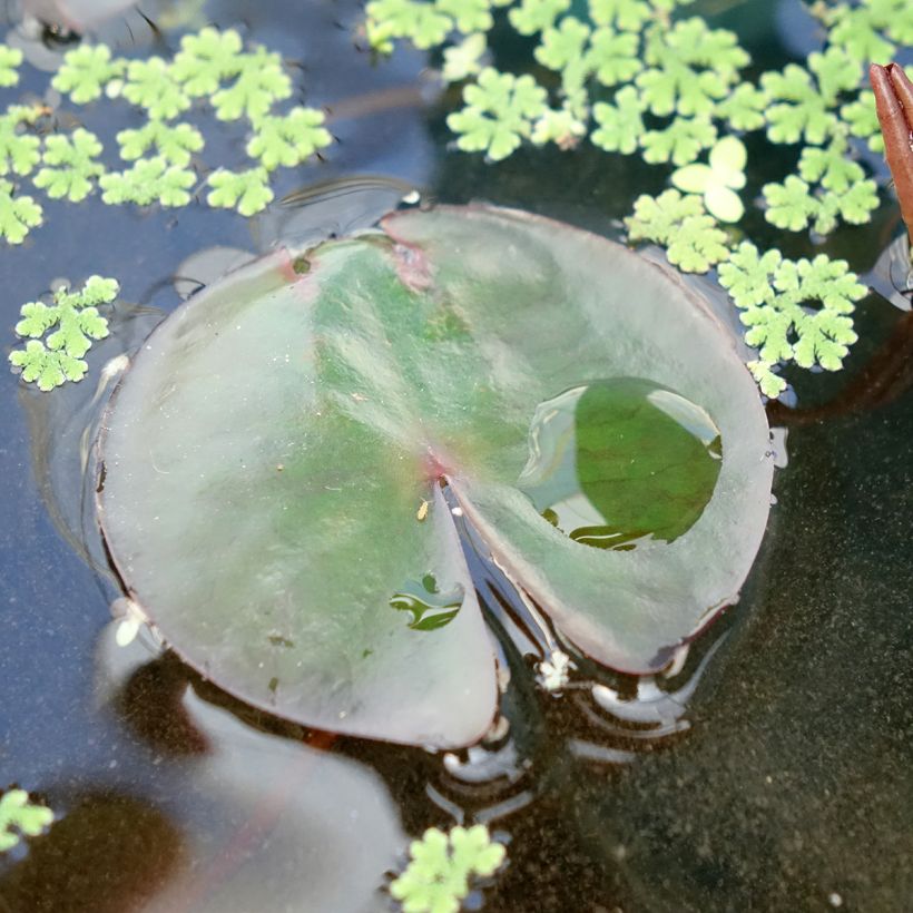 Nymphaea James Brydon - Winterharte Seerose (Laub)