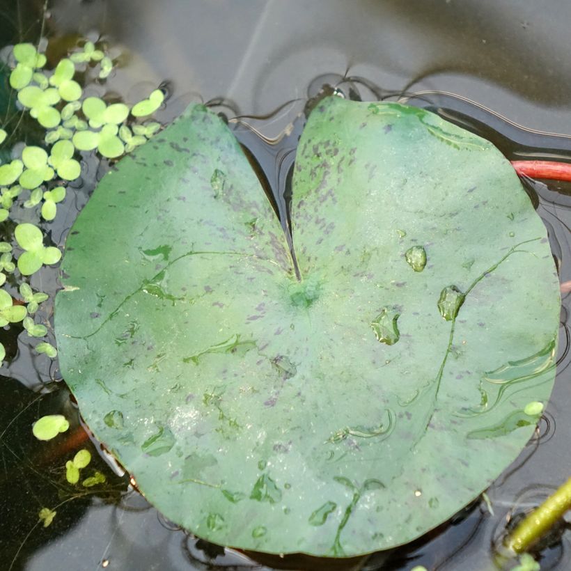 Nymphaea Joey Tomocik - Winterharte Seerose (Laub)
