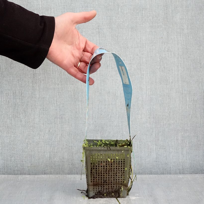 Exemplar von Nymphaea Joey Tomocik - Winterharte Seerose Topf mit 1L/1,5L wie im Winter geliefert