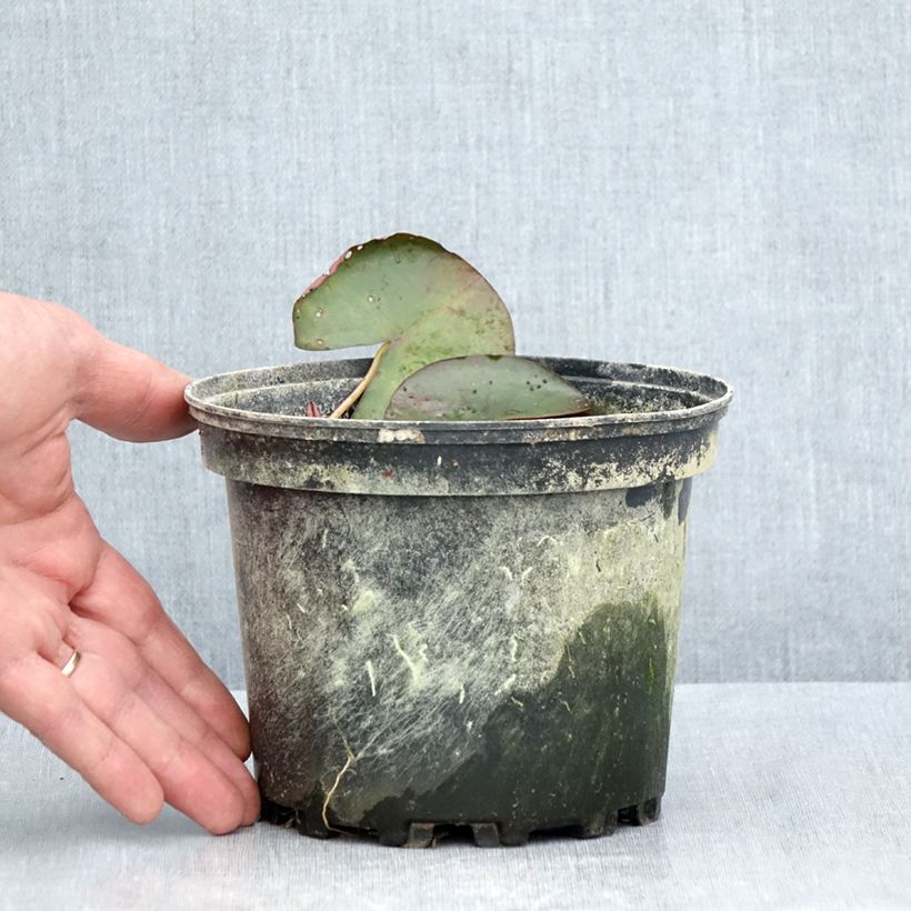 Exemplar von Nymphaea Karleen Harder - Winterharte Seerose Topf mit 1,5L/2L wie im Sommer geliefert