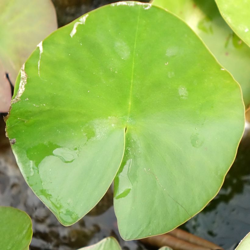 Nymphaea Lactea - Winterharte Seerose (Foliage)