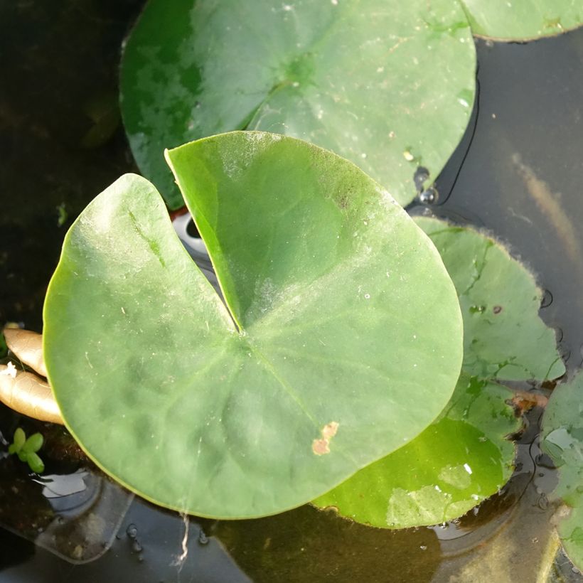 Nymphaea Laydekeri Liliacea - Winterharte Seerose (Laub)