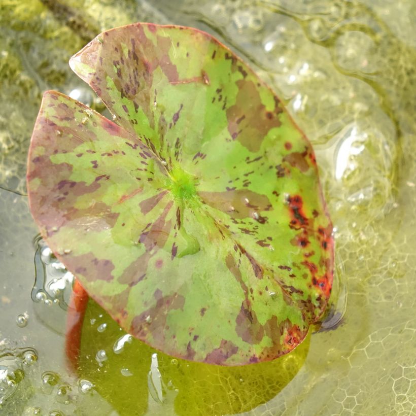 Nymphaea Lemon Chiffon - Winterharte Seerose (Laub)