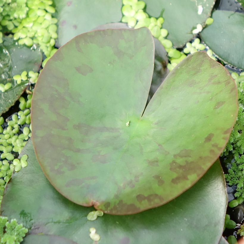 Nymphaea Lemon Mist - Winterharte Seerose (Laub)