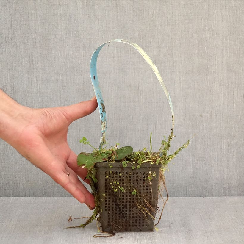 Exemplar von Nymphaea Lemon Mist - Winterharte Seerose Topf mit 1L/1,5L wie im Frühjahr geliefert