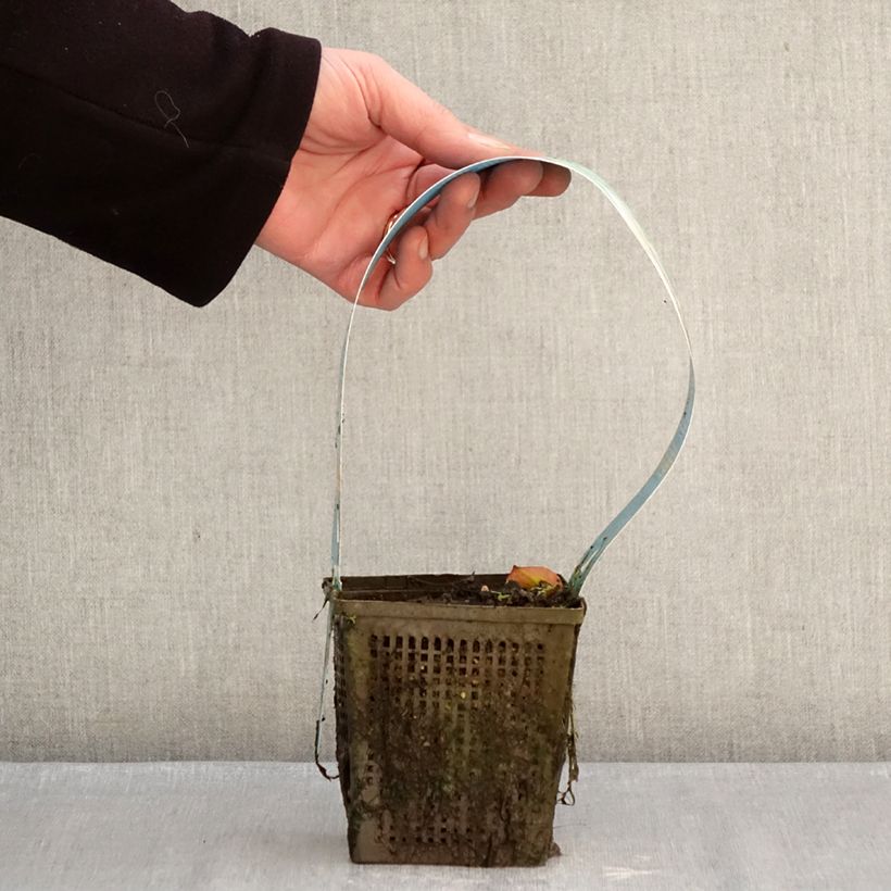 Exemplar von Nymphaea Madame Wilfron Gonnère - Winterharte Seerose Topf mit 1L/1,5L wie im Winter geliefert