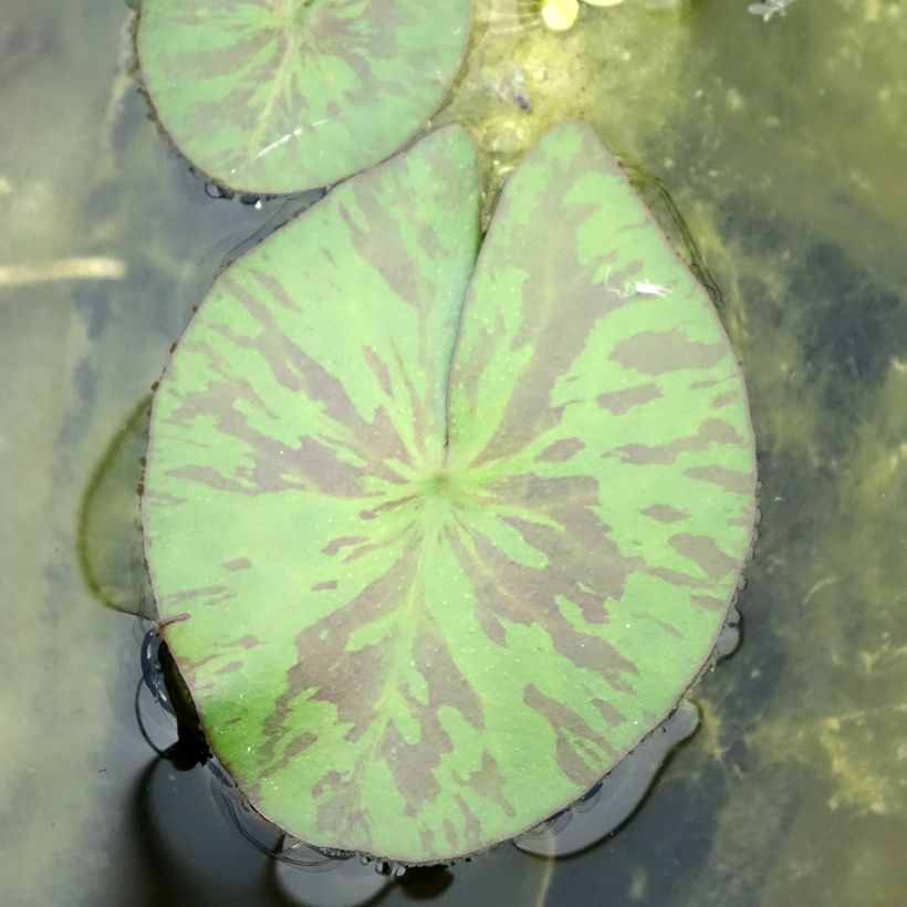 Nymphaea Marian Strawn - Tropische Seerose (Laub)