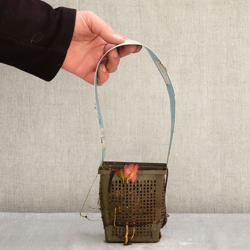 Exemplar von Nymphaea Marliacea Albida - Winterharte Seerose Topf mit 1L/1,5L wie im Winter geliefert