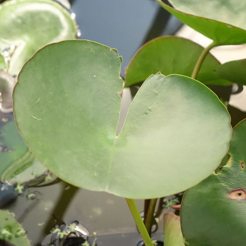 Nymphaea Marliacea Carnea - Winterharte Seerose (Laub)