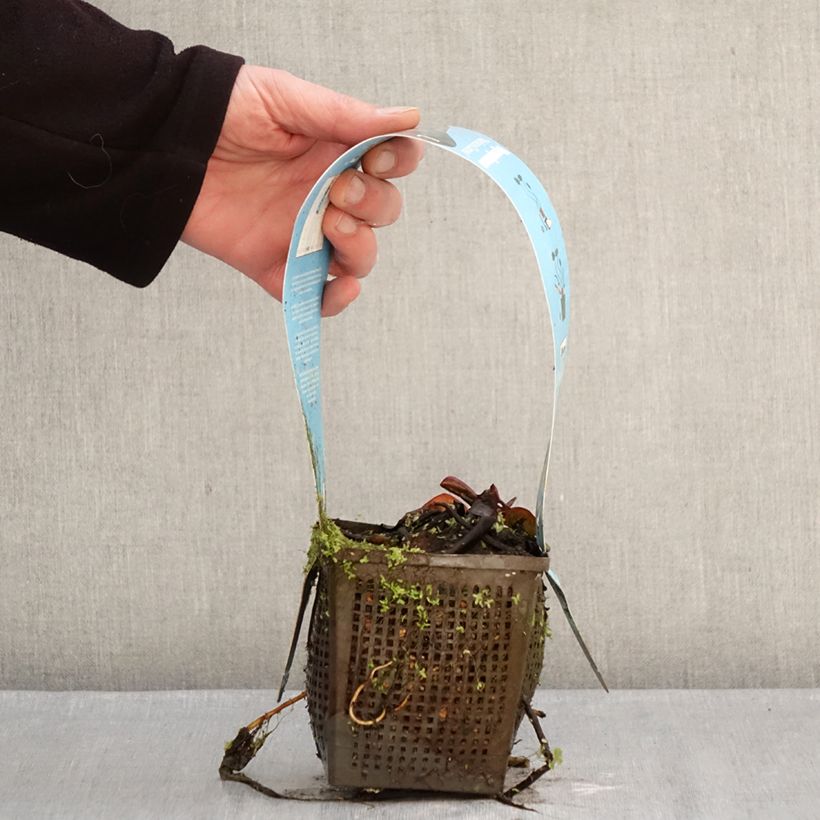 Exemplar von Nymphaea Marliacea Carnea - Winterharte Seerose Topf mit 1L/1,5L wie im Winter geliefert