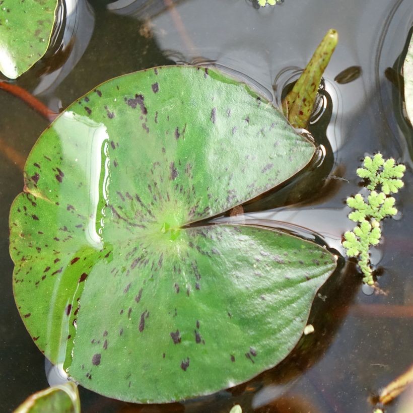 Nymphaea Marliacea Chromatella - Winterharte Seerose (Laub)