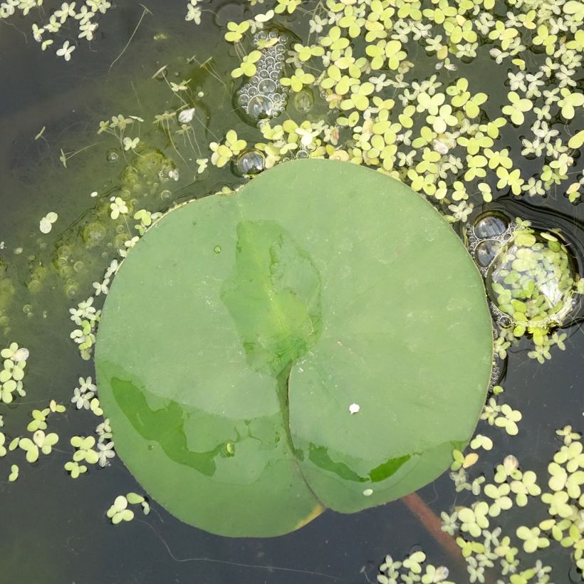 Nymphaea Marliacea Rubra Punctata - Winterharte Seerose (Laub)