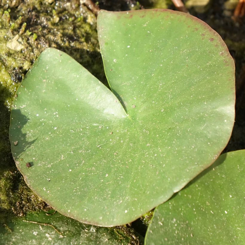 Nymphaea Mayla - Winterharte Seerose (Laub)