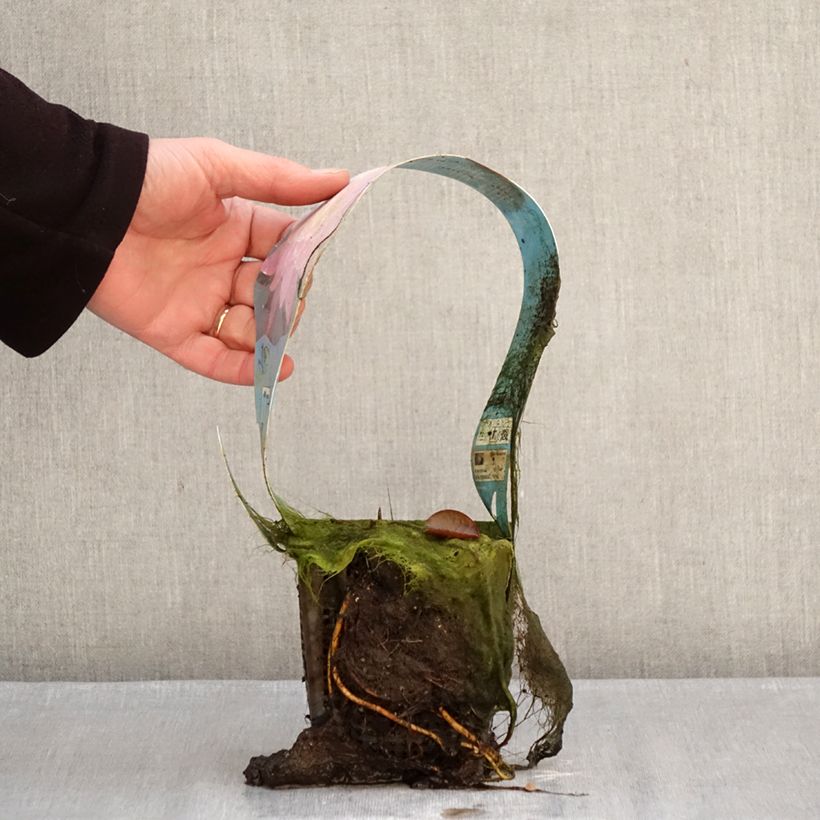 Exemplar von Nymphaea Mayla - Winterharte Seerose Topf mit 1L/1,5L wie im Winter geliefert