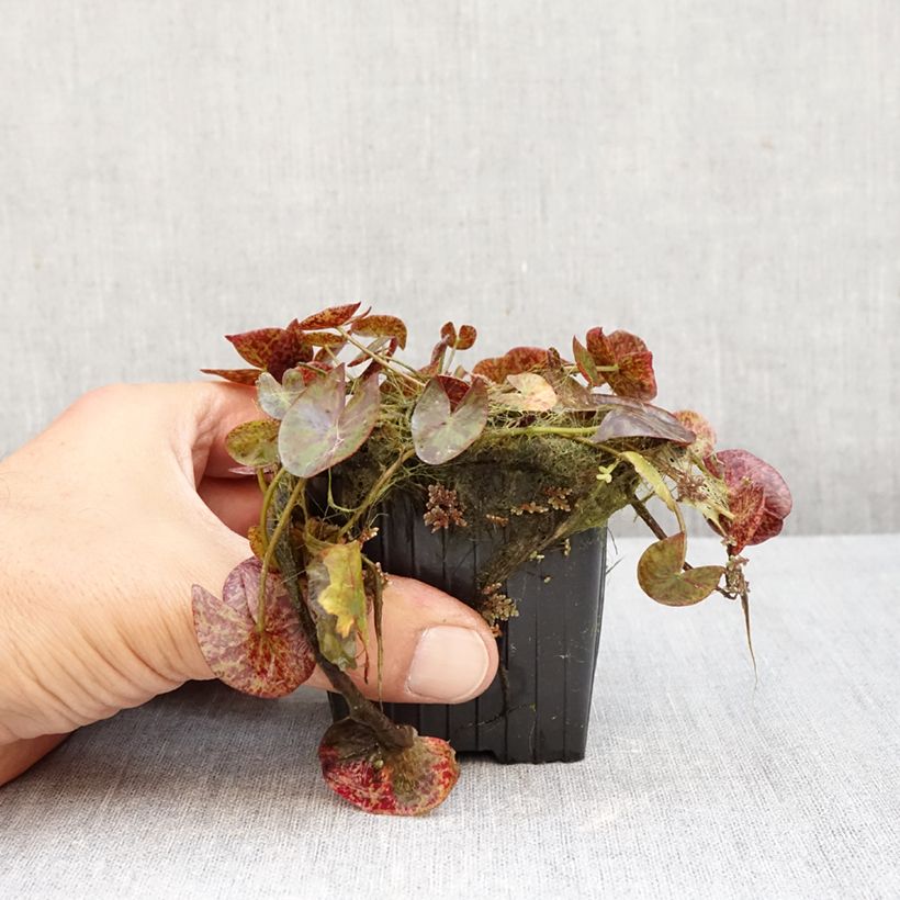 Example of Nymphaea Miami Rose - Tropische Seerose Topf mit 1,5L/2L as you get in automne