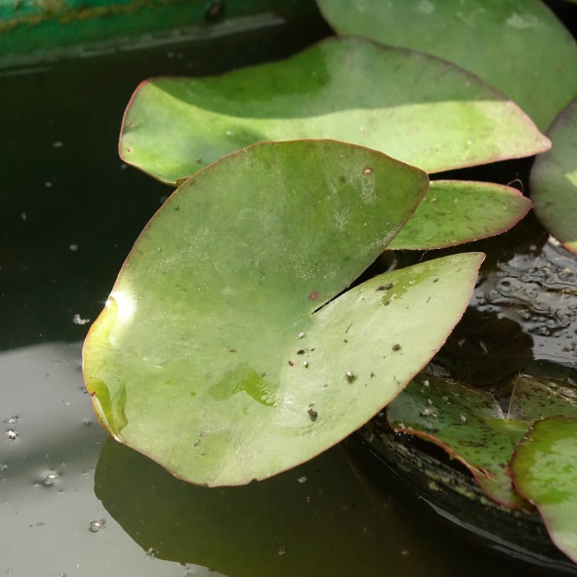Nymphaea Moorei - Winterharte Seerose (Laub)