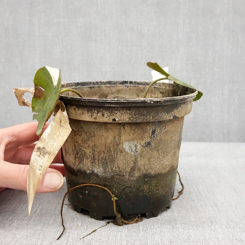 Exemplar von Nymphaea Newton - Nénuphar rustique rose Pot de 1,5L/2L wie im Winter geliefert