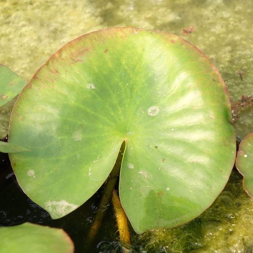 Nymphaea Newton - Winterharte Seerose (Laub)