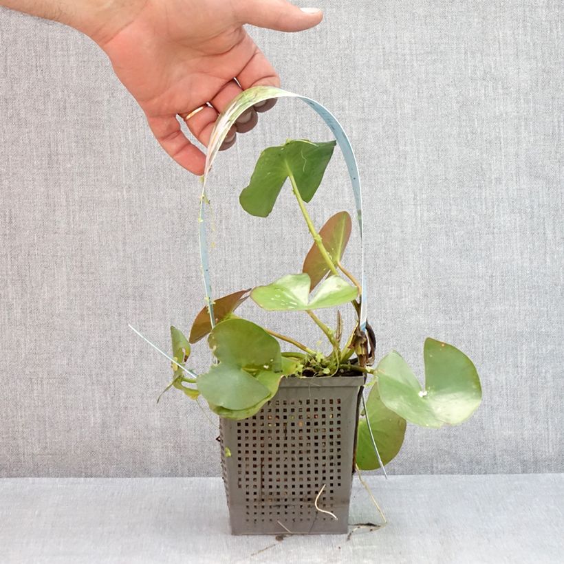 Exemplar von Nymphaea odorata Odorata Alba - Wohlriechende Seerose Topf mit 1L/1,5L wie im Sommer geliefert